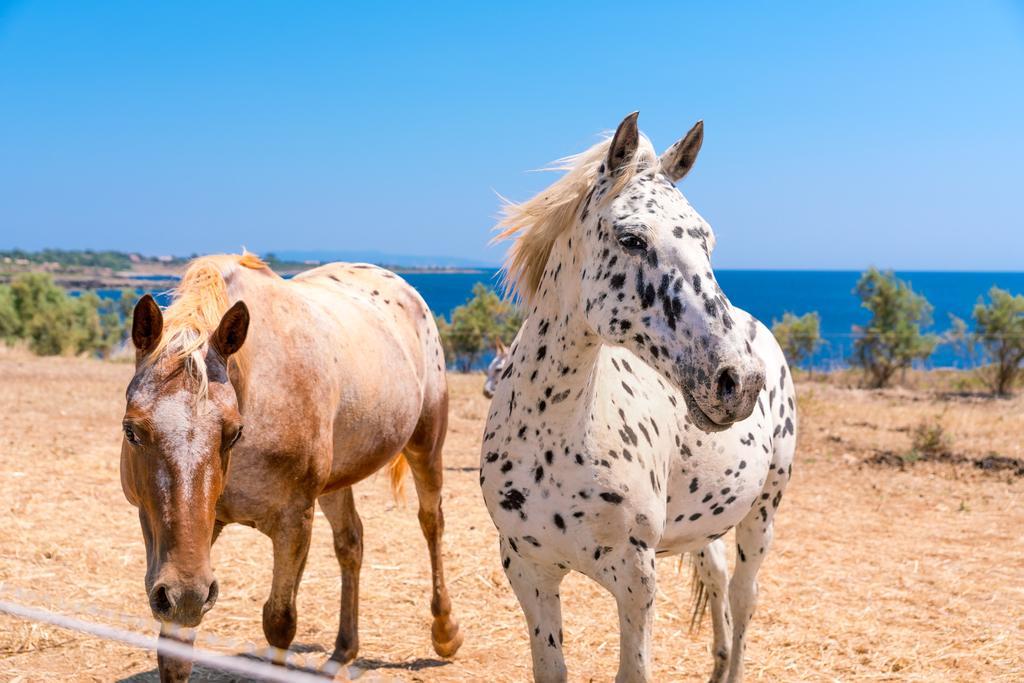 Skinos Ilivatos Eco Villa & Estate Chavriáta エクステリア 写真